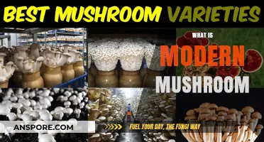 Mushroom Evolution: The Modern Mushroom