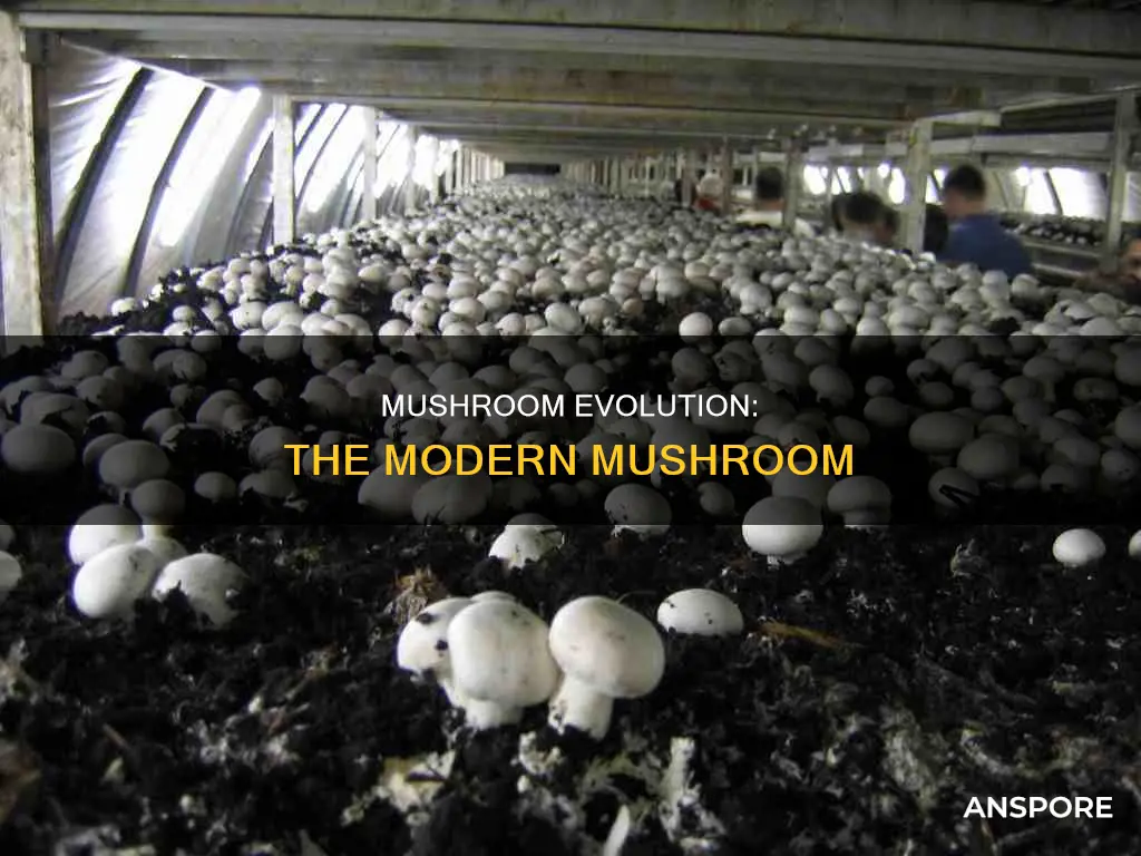 what is modern mushroom