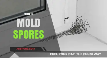 Understanding Mold Spores: Causes, Health Risks, and Prevention Tips