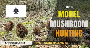 Exploring the Thrilling World of Morel Mushroom Hunting: Tips & Tricks