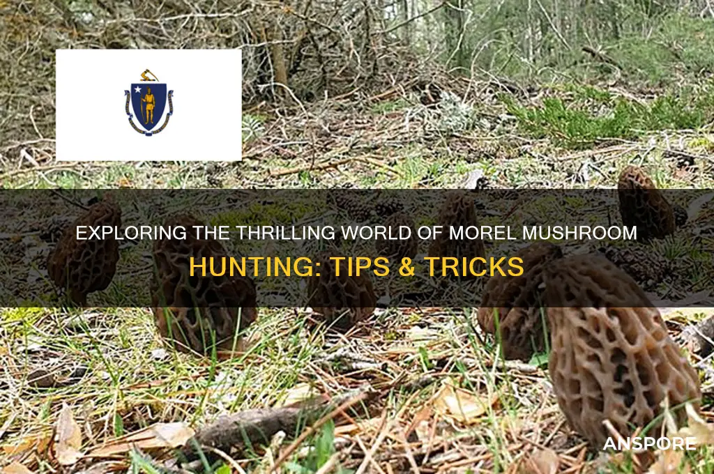 what is morel mushroom hunting