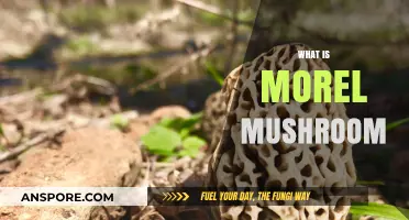 Discover the Unique World of Morel Mushrooms: A Forager's Guide