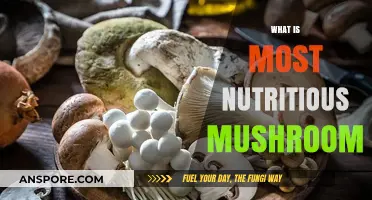Mushroom Superfoods: Discover the Most Nutritious Varieties