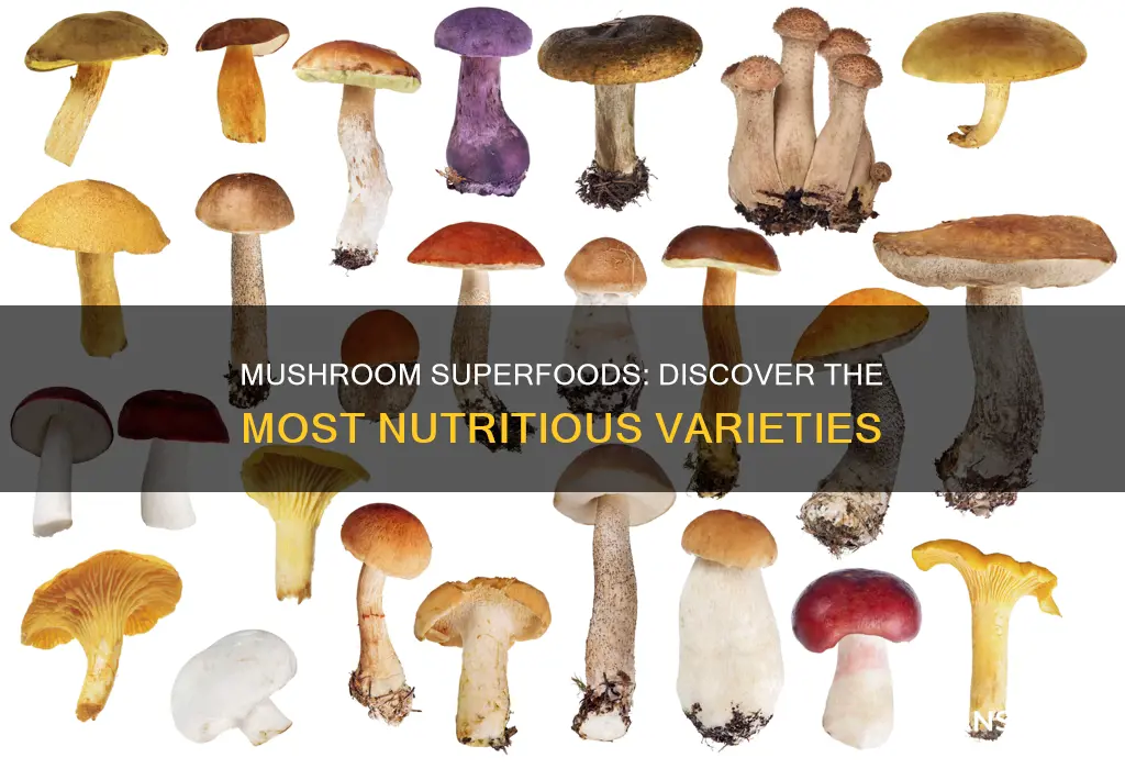 what is most nutritious mushroom