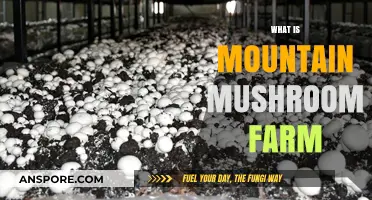 Mountain Mushroom Farm: Sustainable and Healthy Food