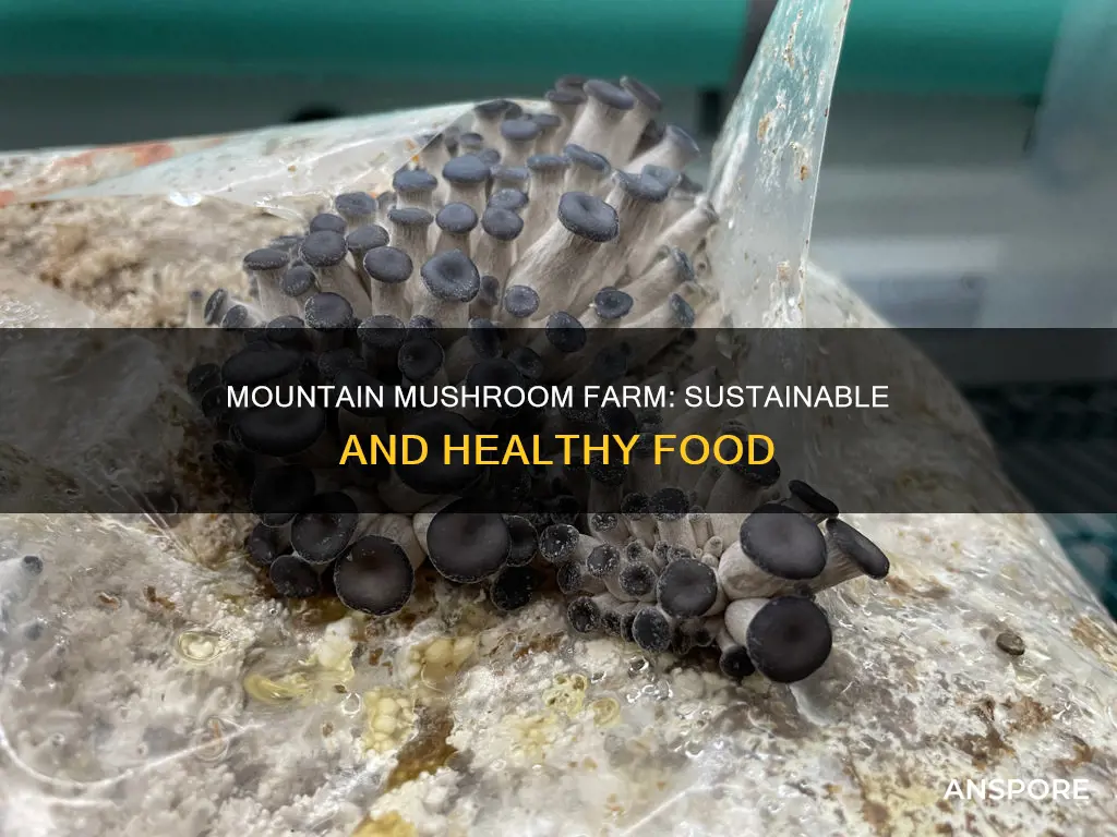 what is mountain mushroom farm