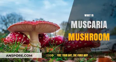Magic Mushrooms: Understanding the Muscaria Fungi