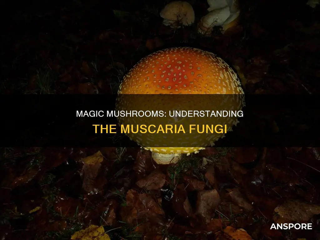 what is muscaria mushroom