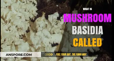 Mushroom Basidia: What's in a Name?