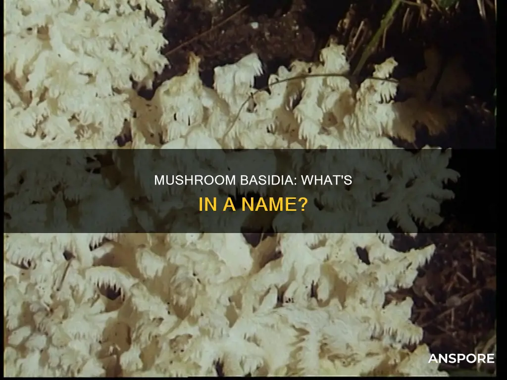 what is mushroom basidia called