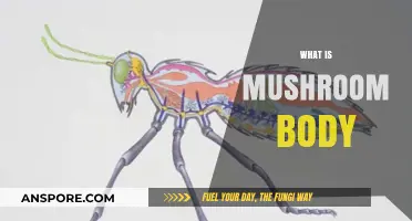 Mushroom Body: Brain's Superpower in Insects