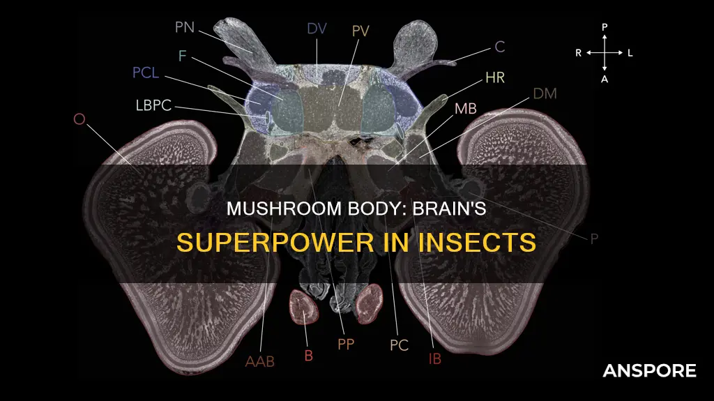 what is mushroom body