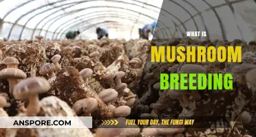 Mushroom Breeding: Unlocking Nature's Secrets