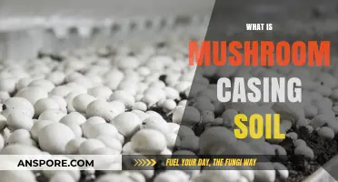 Mushroom Magic: Casing Soil Explained