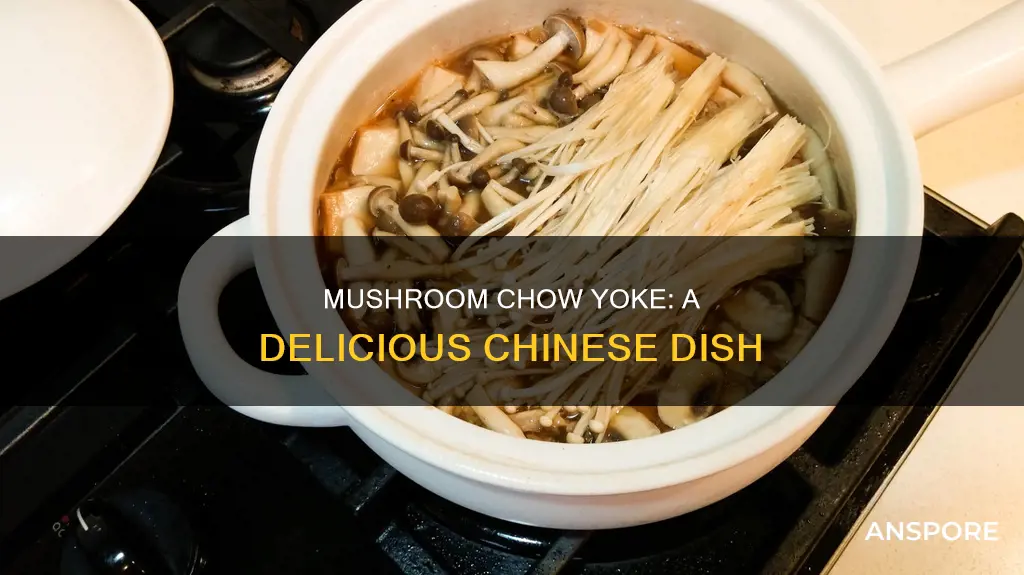 what is mushroom chow yoke