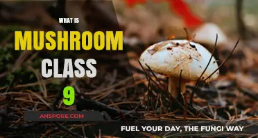 Mushroom Exploration: A Class 9 Adventure