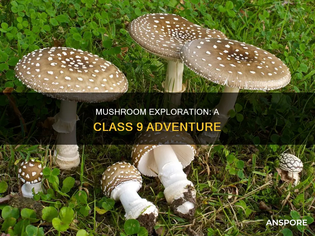 what is mushroom class 9