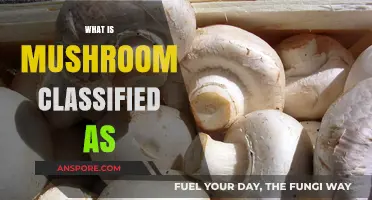 Mushroom Mystery: What Are They Really?