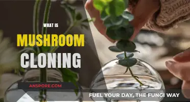 Mushroom Magic: Cloning Explained