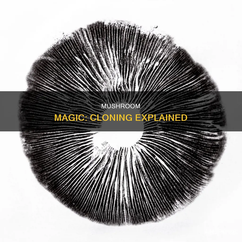 what is mushroom cloning