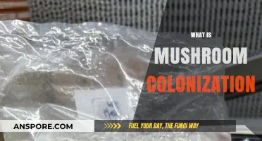Mushroom Colonization: Understanding the Process