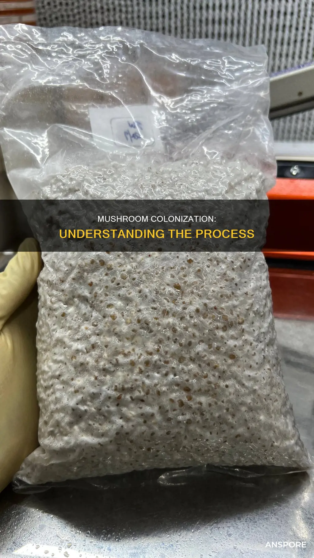 what is mushroom colonization