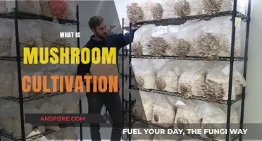 Mushroom Cultivation: A Beginner's Guide to Growing Mushrooms