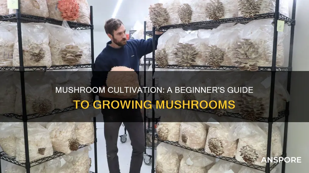 what is mushroom cultivation