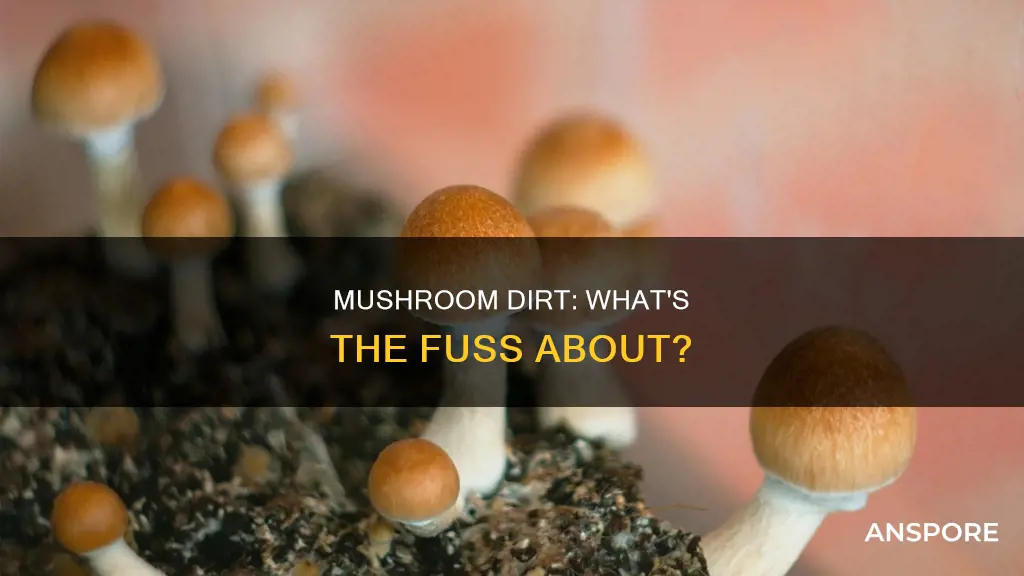 what is mushroom dirt