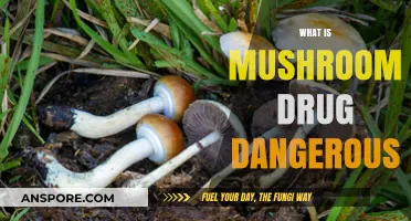 Mushroom Drugs: A Dangerous Trip