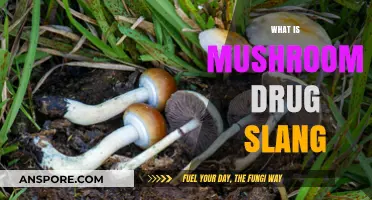 Mushroom Drug Slang: What You Need to Know