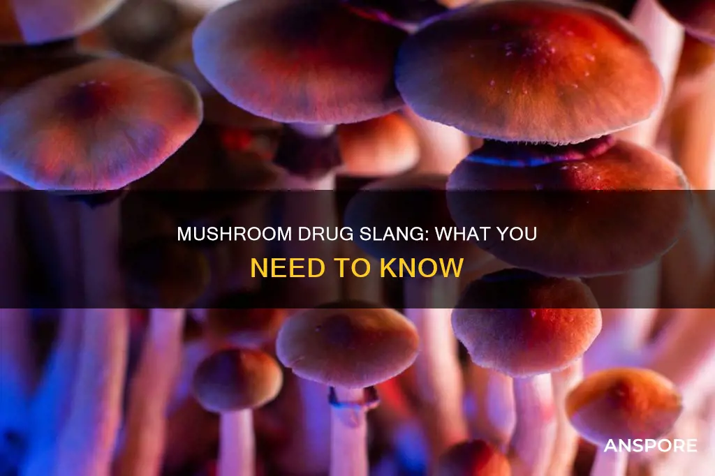 what is mushroom drug slang