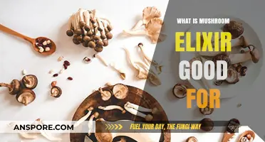 Mushroom Elixir Benefits: Boosting Immunity, Energy, and Overall Wellness Naturally