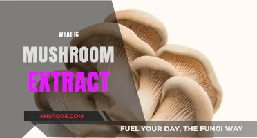 Mushroom Extract: Nature's Superfood Powerhouse