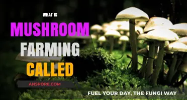 Mushroom Cultivation: The Art of Farming Fungi