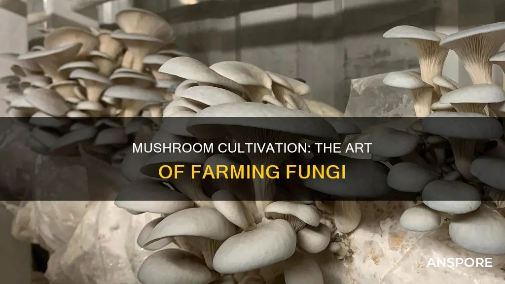what is mushroom farming called