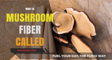 Mushroom Fiber: The Vegan Leather Revolution