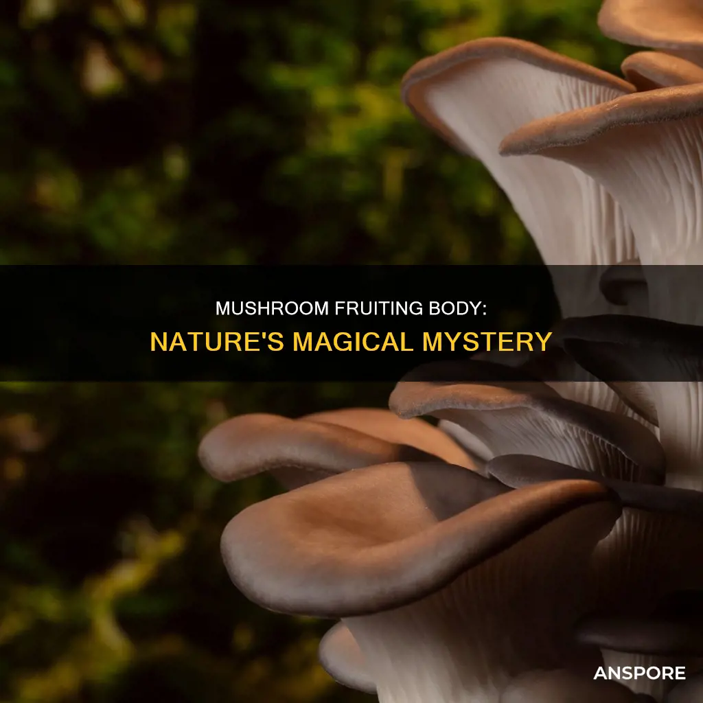 what is mushroom fruiting body