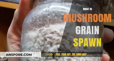 Mushroom Grain Spawn: Understanding the Basics