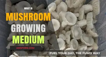 Understanding Mushroom Growing Medium: Essential Components for Successful Cultivation