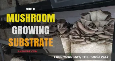 Understanding Mushroom Growing Substrate: Essential Components for Successful Cultivation