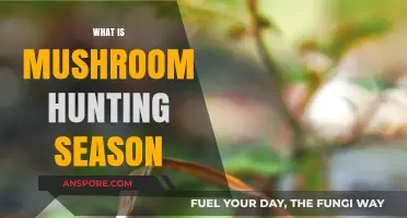 Mushroom Hunting Season: When and Where to Find Them