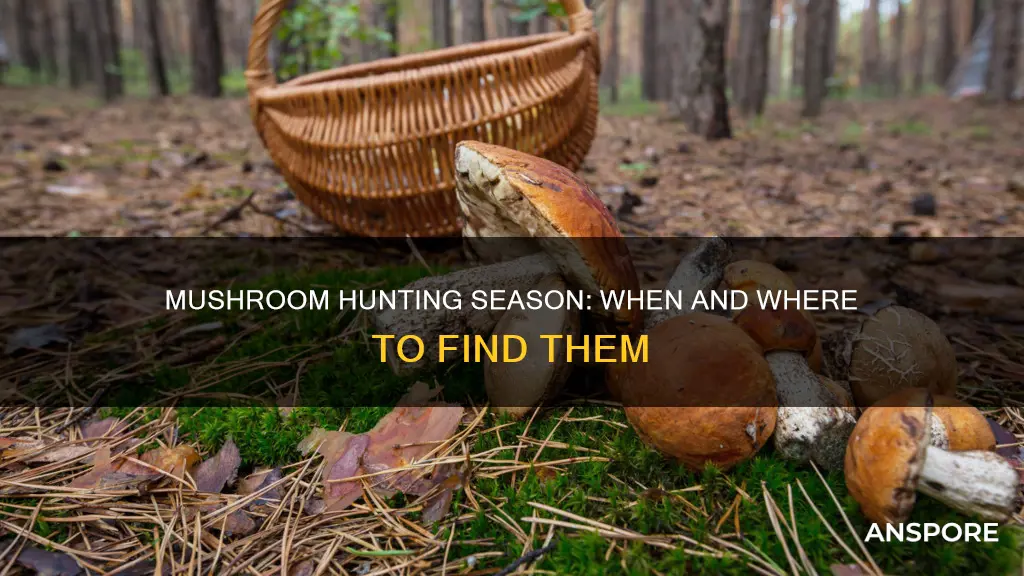 what is mushroom hunting season