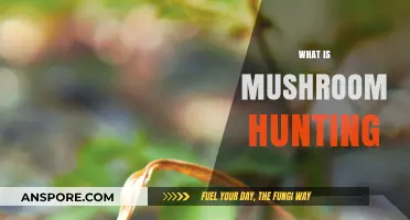 Mushroom Hunting: A Beginner's Guide to Foraging