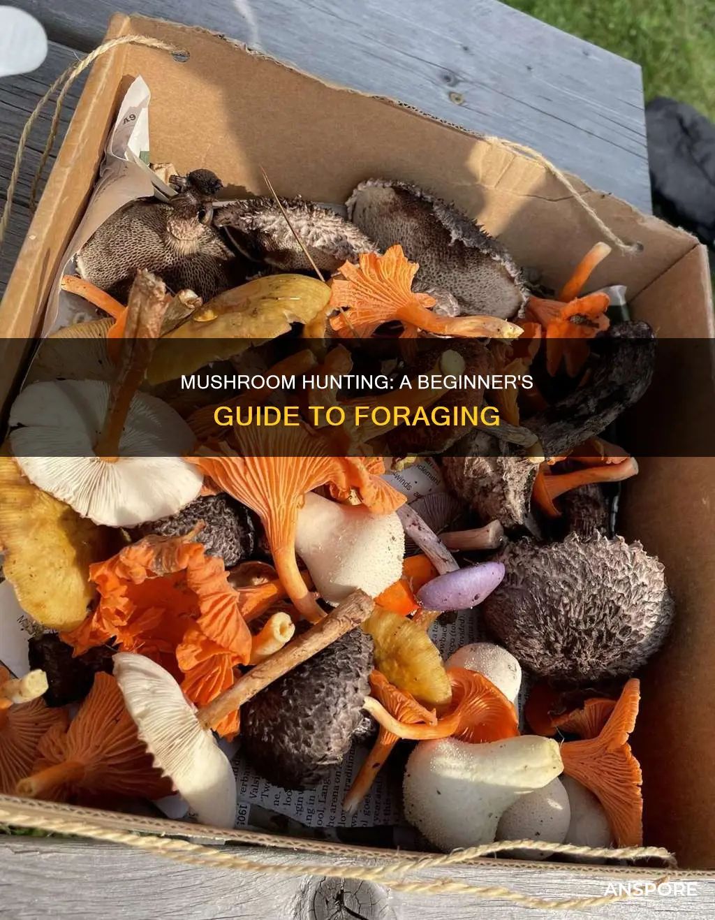 what is mushroom hunting