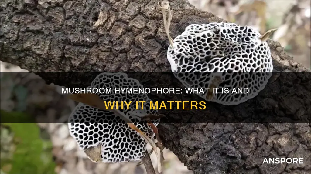 what is mushroom hymenophore
