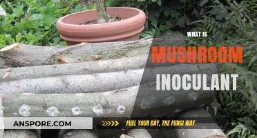 Mushroom Inoculant: The Magic Behind Mushroom Growth