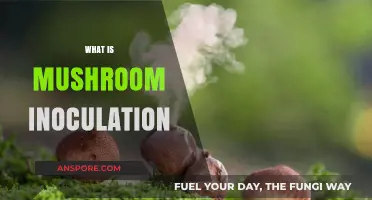Mushroom Inoculation: The Art of Growing Fungi
