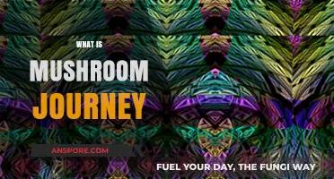 Mushroom Journey: A Transformative Experience