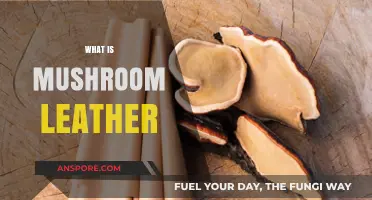 Mushroom Leather: Sustainable, Vegan, and Trendy